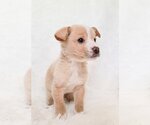 Small Photo #9 Australian Retriever Puppy For Sale in McDonough, GA, USA