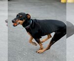 Small Photo #20 Doberman Pinscher-Unknown Mix Puppy For Sale in Lake Forest, CA, USA