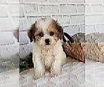 Small #15 Maltipoo