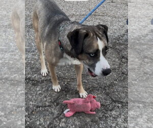 COCO - Male Siberian Husky-Unknown Mix Dog for Adoption - Photo #6