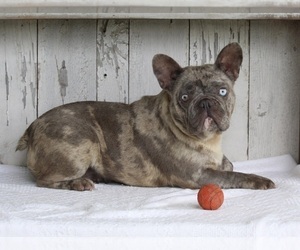 French Bulldog Puppy for sale in MILLERSBURG, OH, USA