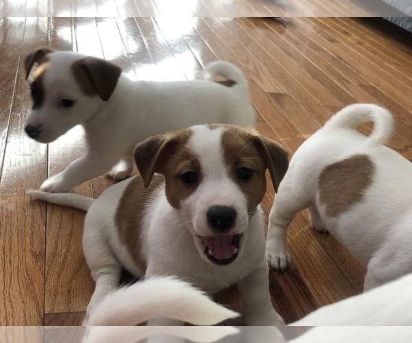 Medium Photo #1 Jack Russell Terrier Puppy For Sale in CHANTILLY, VA, USA
