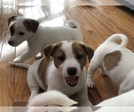 Small Photo #1 Jack Russell Terrier Puppy For Sale in CHANTILLY, VA, USA