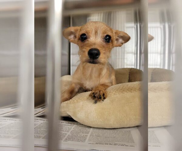 Medium Photo #6 Chihuahua-Unknown Mix Puppy For Sale in Corona, CA, USA