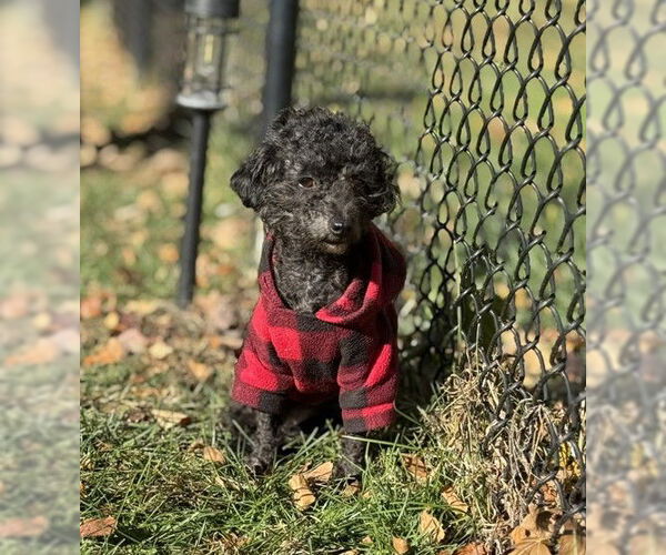 Medium Photo #1 Poodle (Toy) Puppy For Sale in St. Louis Park, MN, USA
