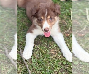 Border Collie-Bordoodle Mix Puppy for sale in AMES, IA, USA