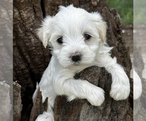 Schnauzer (Miniature) Puppy for sale in CASSVILLE, MO, USA