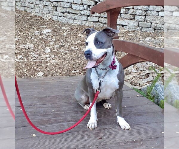 Medium Photo #18 American Staffordshire Terrier Puppy For Sale in San Juan Capistrano, CA, USA