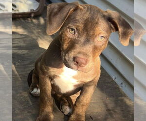 American Pit Bull Terrier-Labrador Retriever Mix Dogs for adoption in Hayward, CA, USA
