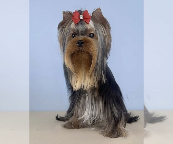 Medium Photo #1 Yorkshire Terrier Puppy For Sale in ROANOKE, VA, USA