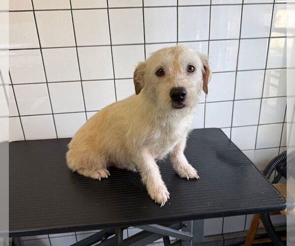 Medium Photo #1 Mutt Puppy For Sale in Downey, CA, USA