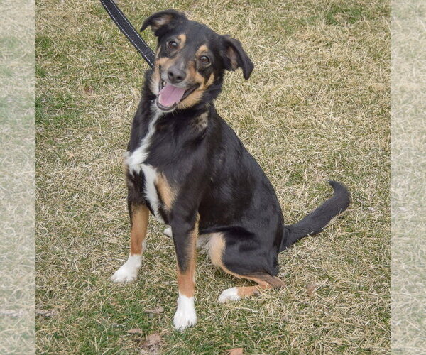 Medium Photo #2 Mutt Puppy For Sale in Huntley, IL, USA