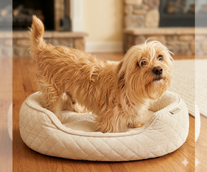 Maltese-Unknown Mix Dogs for adoption in Vail, AZ, USA