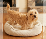 Small Maltese Mix