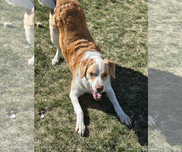 Medium Photo #9 Border Collie Puppy For Sale in Sandy, UT, USA