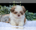 Small Photo #16 Shih Tzu Puppy For Sale in CLARE, MI, USA