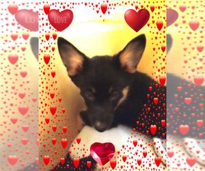Australian Shepherd-Pembroke Welsh Corgi Mix Puppy for sale in GALLEGOS, NM, USA