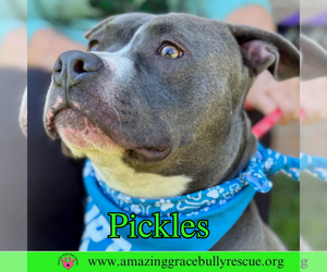 Pickles - Male American Bulldog-Unknown Mix Dog for Adoption - Photo #3