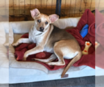 Charli in TX - Female Mutt Dog for Adoption - Small photo