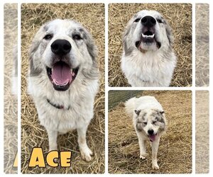 Great Pyrenees-Huskies  Mix Dogs for adoption in Pierceton , IN, USA