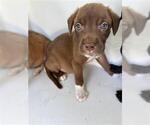 Small Labrador Retriever