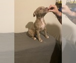 Puppy Bella American Bully