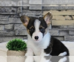 Puppy Finn Pembroke Welsh Corgi