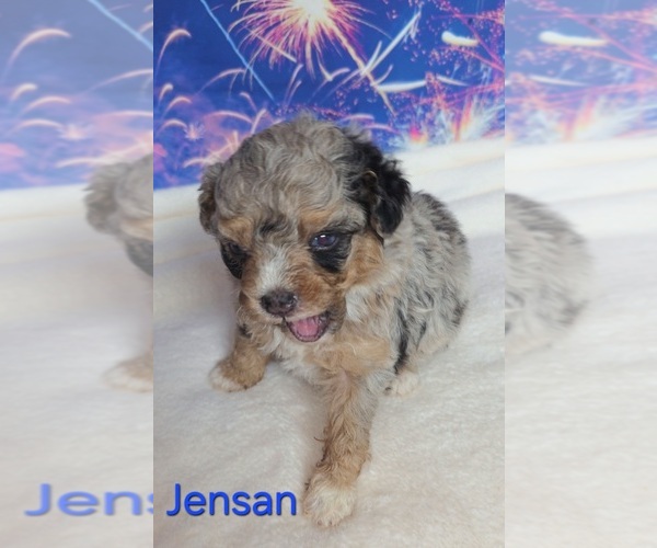 Medium Photo #6 Australian Shepherd-Poodle (Toy) Mix Puppy For Sale in AZLE, TX, USA