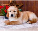 Puppy Mika Golden Retriever