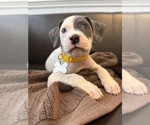 American Staffordshire Terrier-Unknown Mix Dogs for adoption in Holly Springs, NC, USA