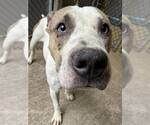 Small #3 American Pit Bull Terrier Mix