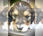 Small Photo #24 English Setterdoodle Puppy For Sale in LIBERTY, KY, USA