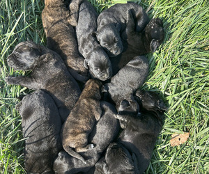 Mastador Puppy for Sale in MONTGOMERY, Indiana USA