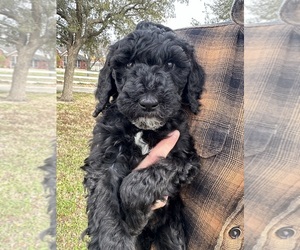 Poodle (Standard) Puppy for sale in HASLET, TX, USA