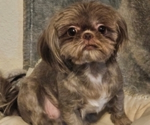 Shih Tzu Puppy for sale in RIVERSIDE, CA, USA