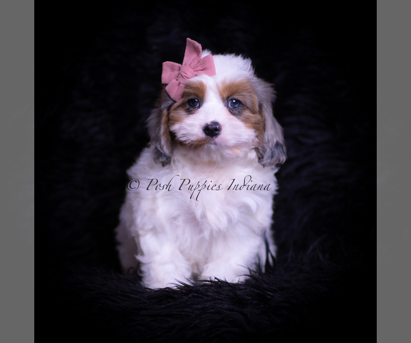Medium Photo #2 Cavapoo (Miniature) Puppy For Sale in WARSAW, IN, USA