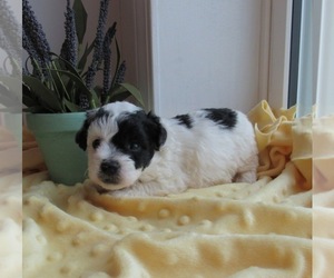 Poochon Puppy for sale in LE MARS, IA, USA