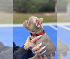 French Bulldog Puppy for sale in BROOKSVILLE, FL, USA