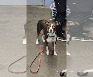 Mutt Dogs for adoption in Evansville, IN, USA