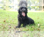Puppy 3 Aussiedoodle