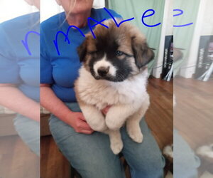 Chow Chow-Unknown Mix Dogs for adoption in Grafton, WI, USA