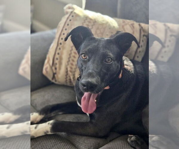 Medium Photo #14 Labrador Retriever-Unknown Mix Puppy For Sale in Mount Laurel, NJ, USA