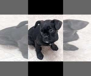 French Bulldog-Poodle (Miniature) Mix Puppy for sale in PIKEVILLE, NC, USA