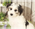 Small Photo #2 Yo-Chon Puppy For Sale in MOUNT VERNON, OH, USA