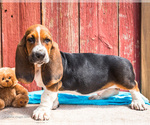 Puppy Oscar Basset Hound