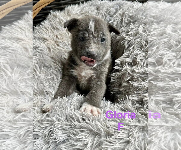 Medium Photo #1 Mutt Puppy For Sale in Oakhurst, NJ, USA