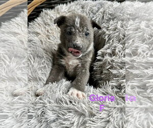 Mutt Dogs for adoption in Oakhurst, NJ, USA