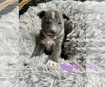 Small Mutt