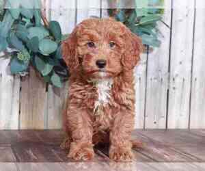 Goldendoodle (Miniature) Puppy for sale in MOUNT VERNON, OH, USA