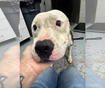 Small #1 American Staffordshire Terrier